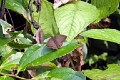 SATYRIDAE, Euptychia